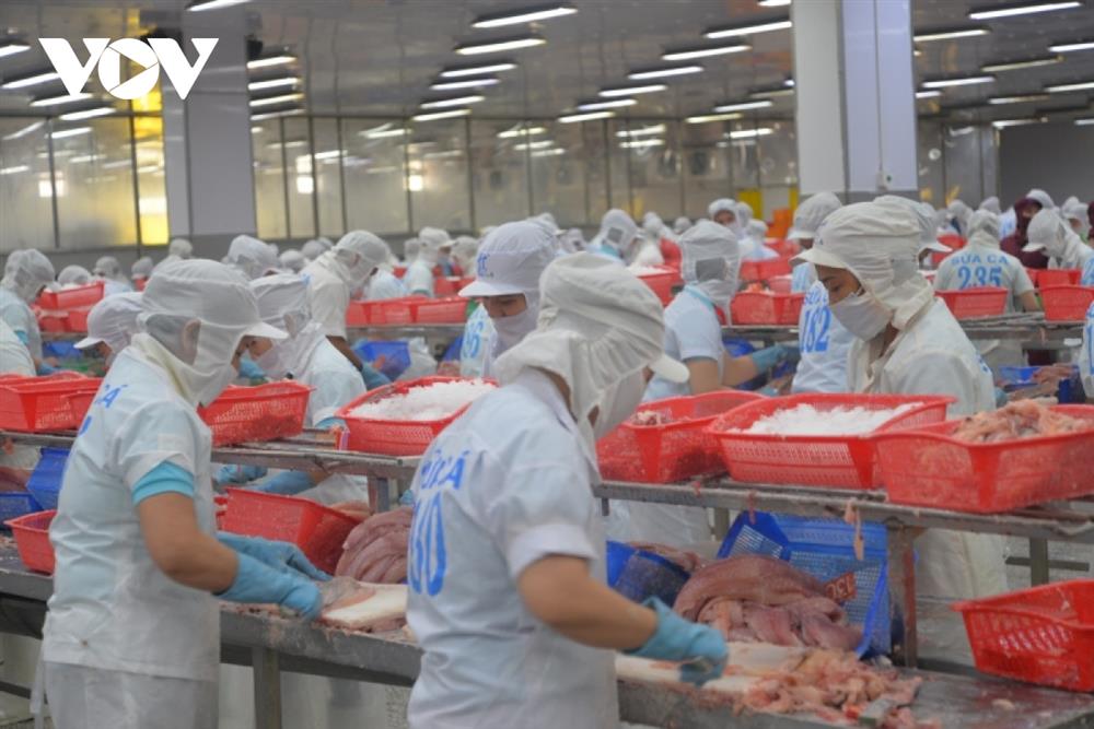Cá tra dự kiến thu 2,4 tỷ USD xuất khẩu năm 2022